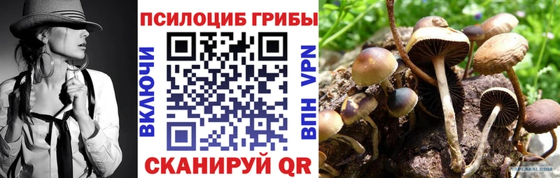 сколько стоит  Когалым  Псилоцибиновые грибы Psilocybe 